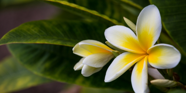 <a href="http://federalawards.hawaii.gov/featured/managing-coronavirus-federal-aid/">Managing Coronavirus Federal Aid<br /><span>Read More<i class="icon-signin"></i></span></a>